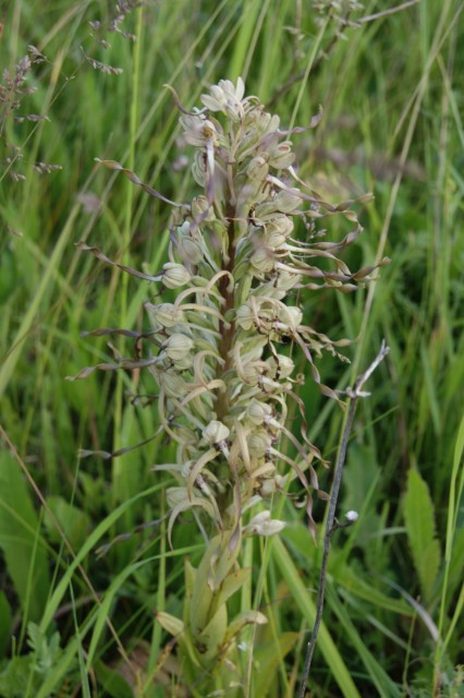 2014-05-28_P40_Himantoglossum hircinum (orchis bouc) SE (1)