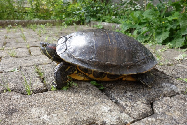 2016-07-05_tortue de floride trouvee sur le GV par rom © ES (12)