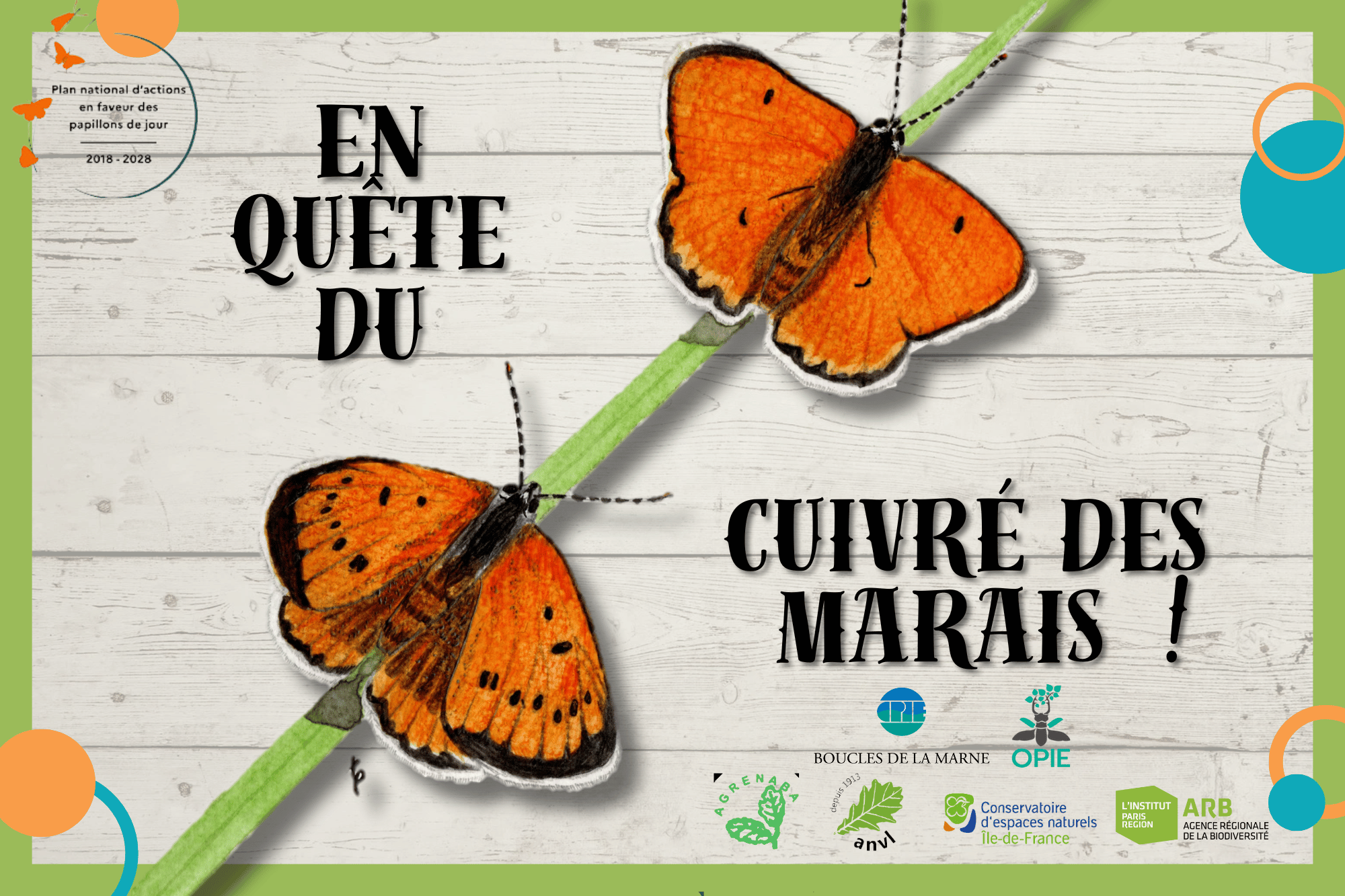 Sciences participatives : en quête du Cuivré des marais !