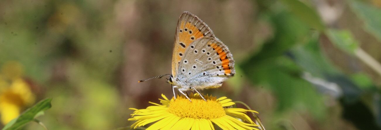 Lancement officiel du projet PULYCAIRE !