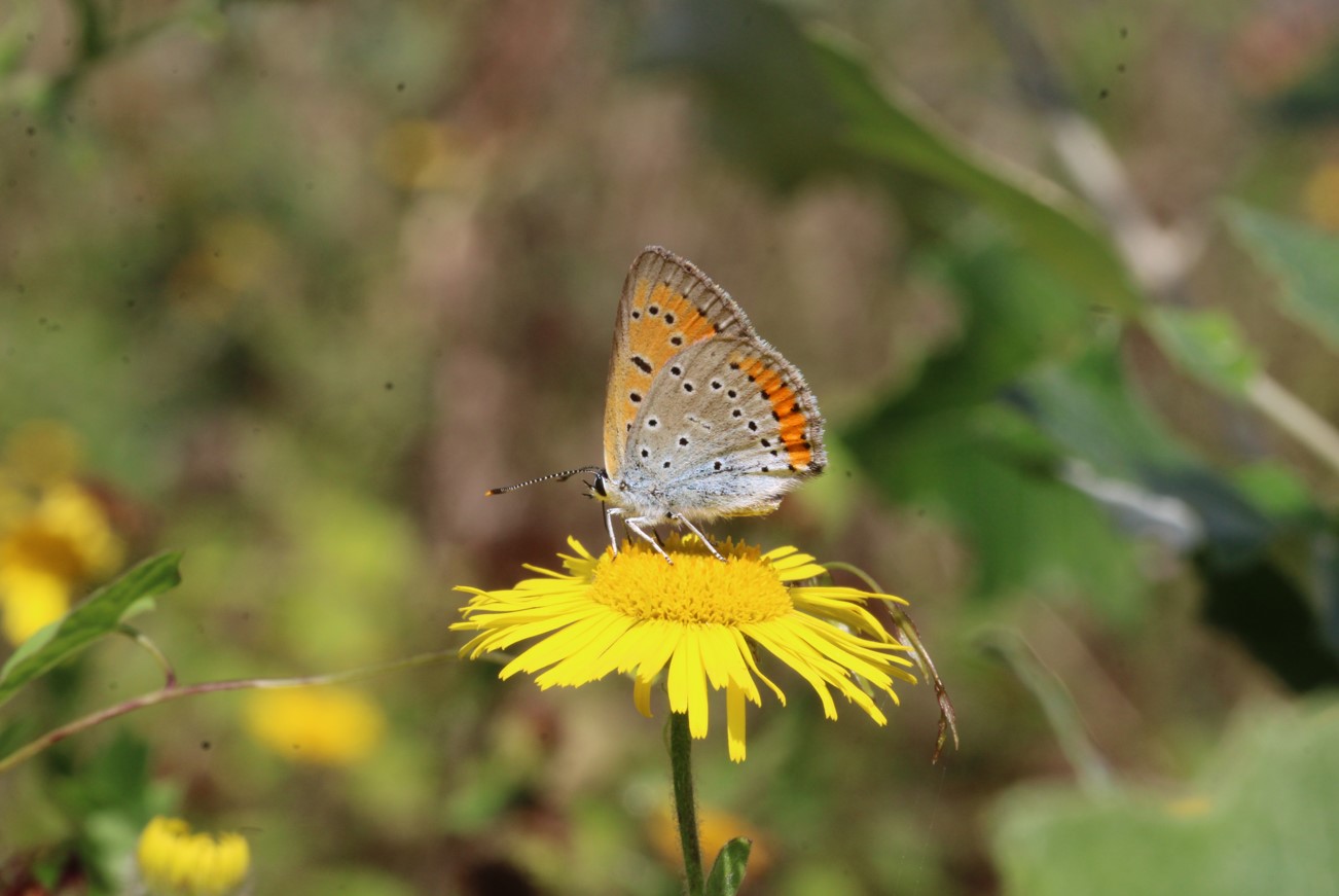 Lancement officiel du projet PULYCAIRE !