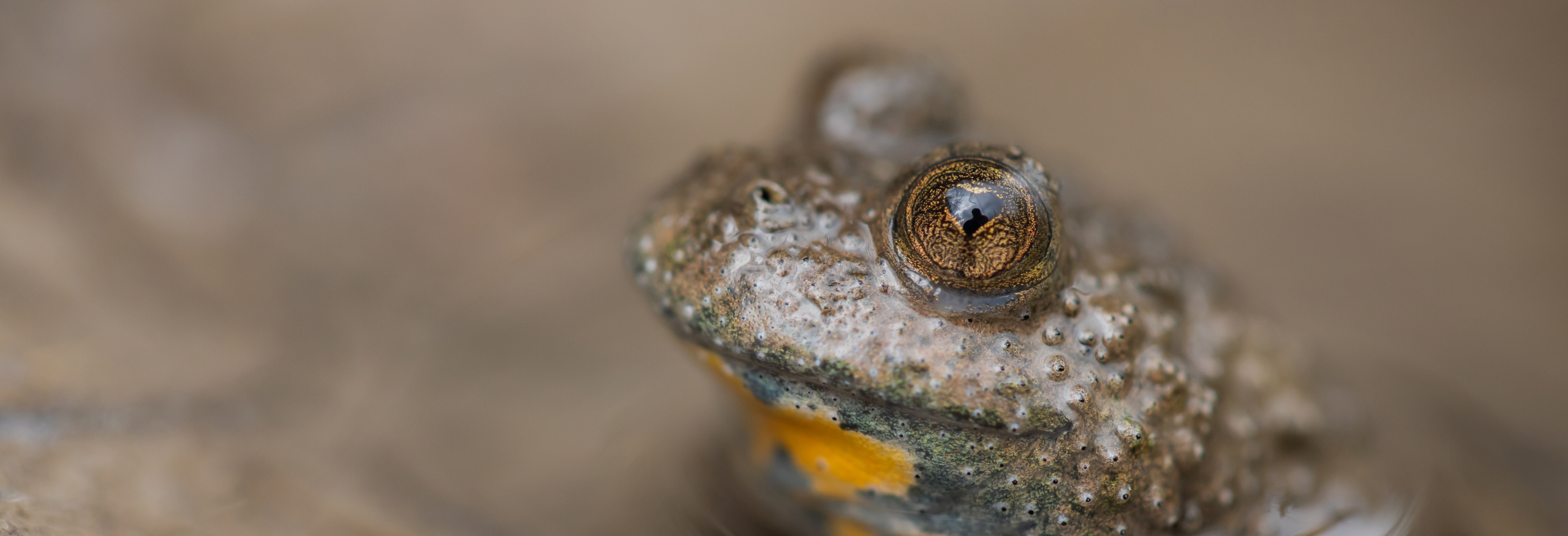 Travaux en faveur du Sonneur à ventre jaune sur le site Natura 2000 de la vallée du Petit Morin