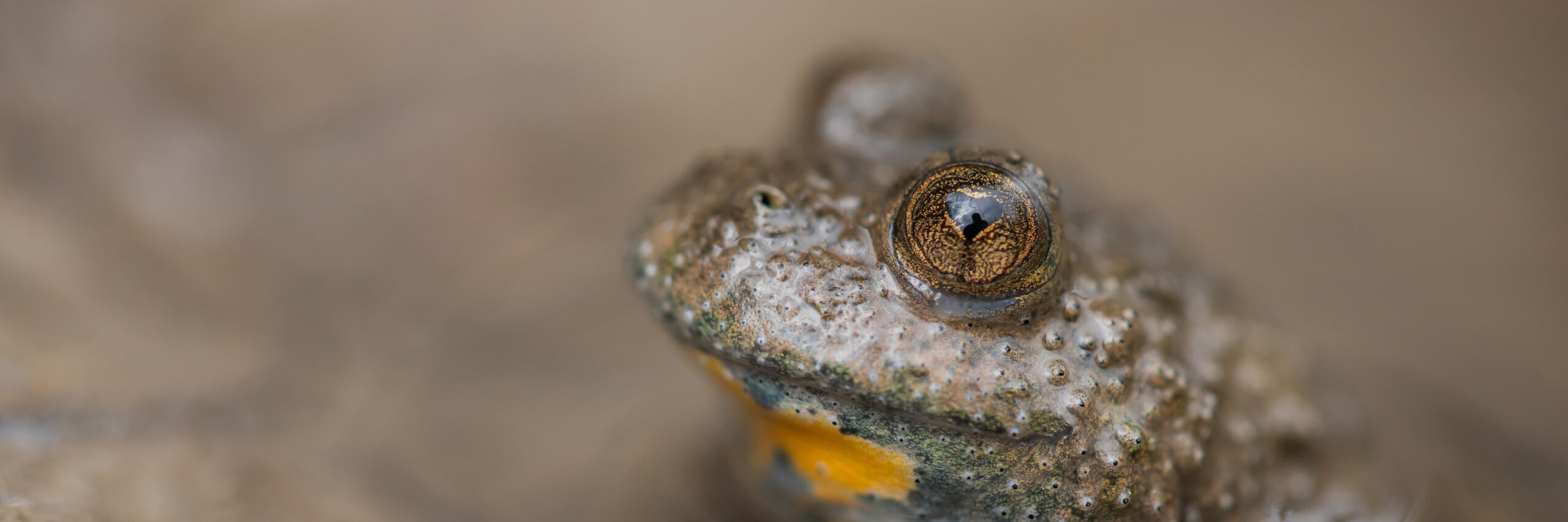 La lettre d&rsquo;info du site Natura 2000 de la vallée du Petit Morin est sortie !