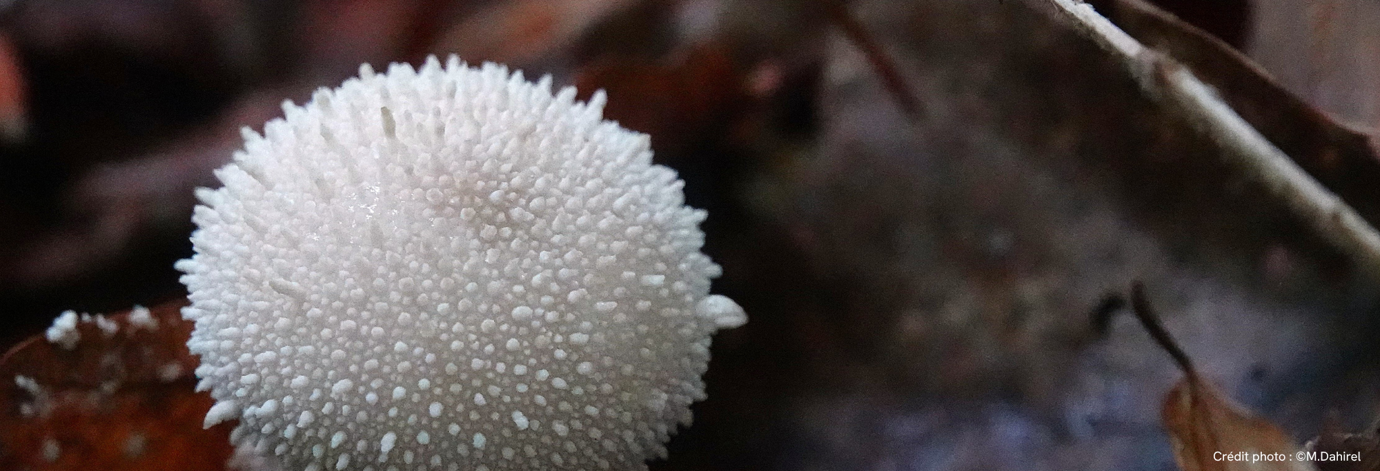 Retour sur l&rsquo;évènement de lancement de l&rsquo;ABC de la CCPMF lors d&rsquo;Octobre rose