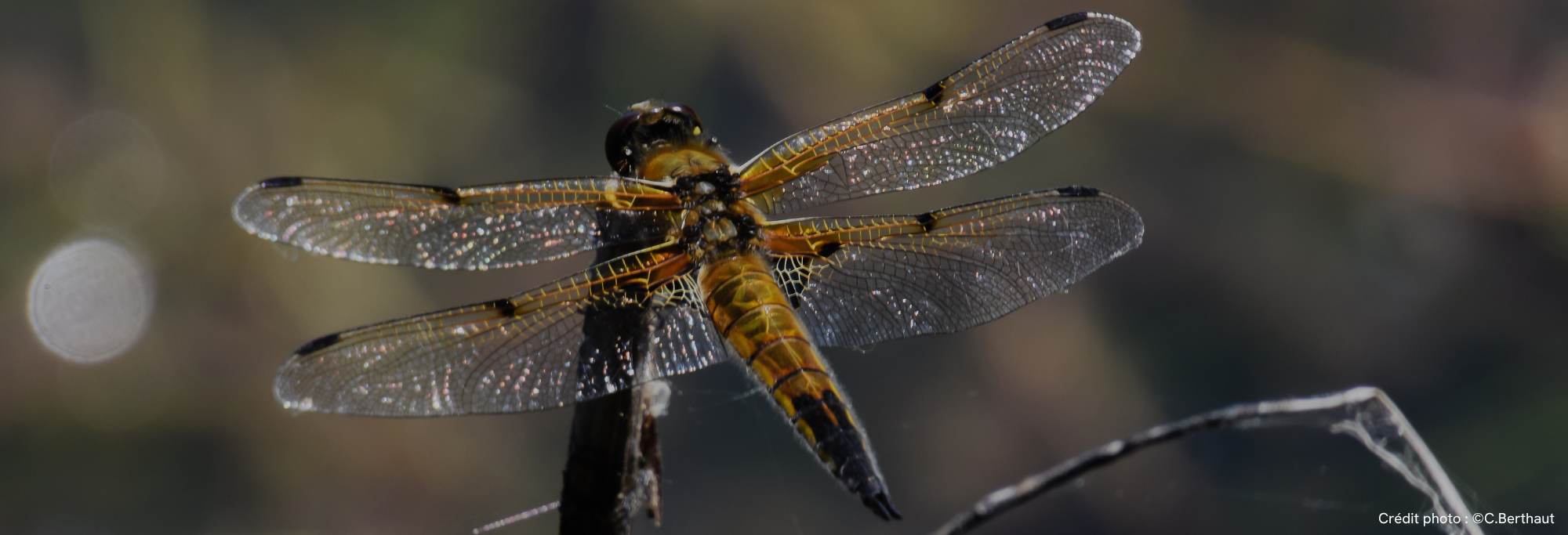Renouvellement des partenariats avec Ile-de-France Nature et la CC des 2 Morin