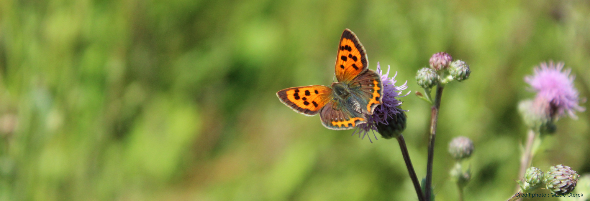 Les agents communaux accompagnés vers une gestion écologique des espaces verts
