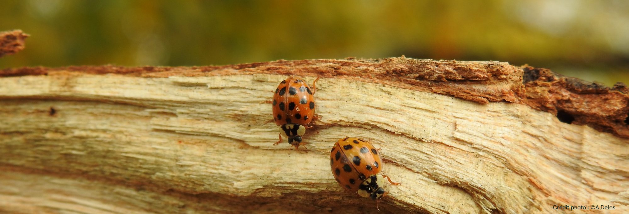L&rsquo;équipe du CPIE s&rsquo;agrandit !