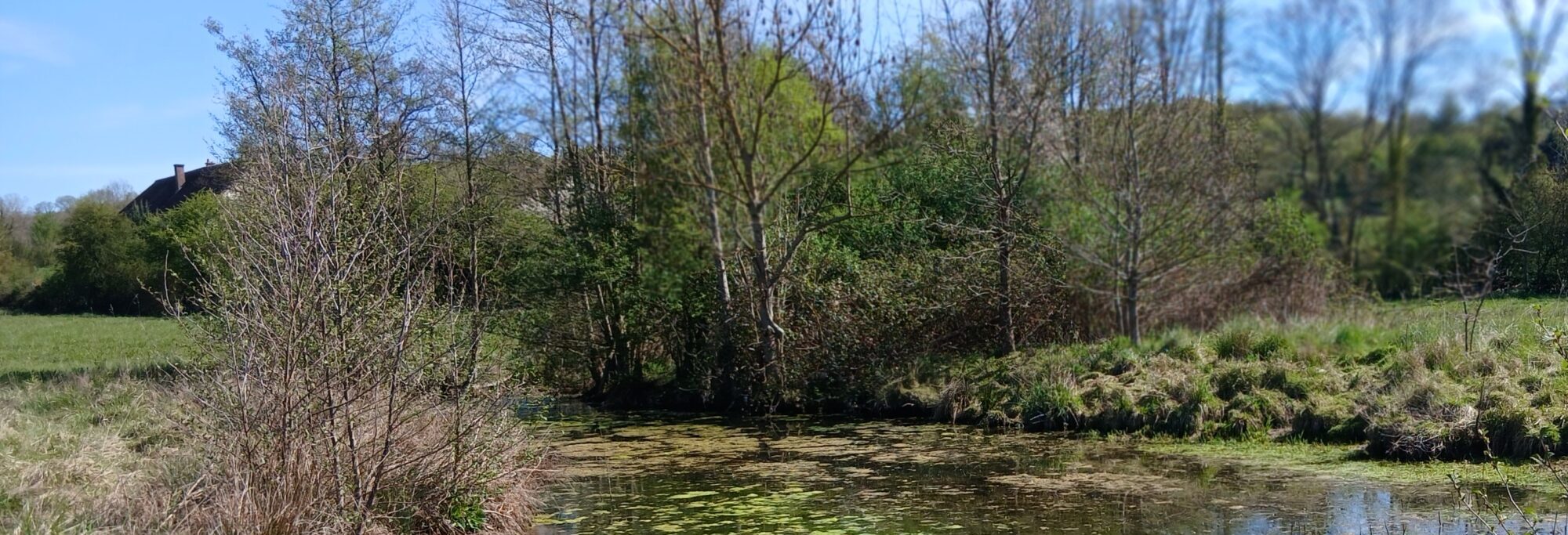 Zoom sur le suivi du Triton crêté dans la vallée du Petit Morin