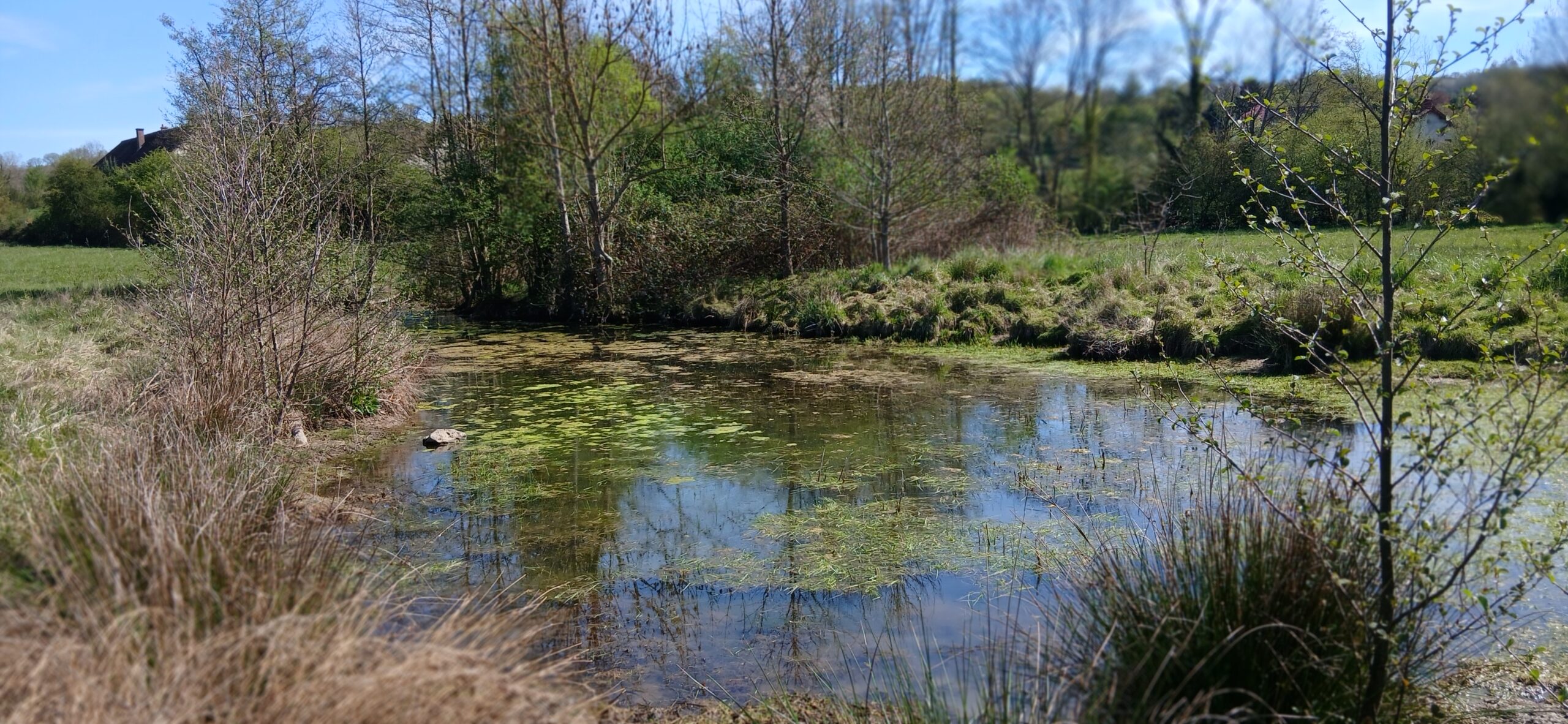 Zoom sur le suivi du Triton crêté dans la vallée du Petit Morin