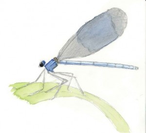 Calopteryx mâle - Esnault sarah
