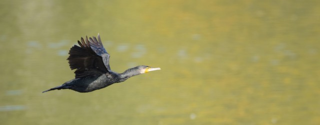cormoran en vol