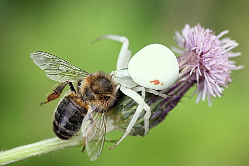 Araignée avec abeille