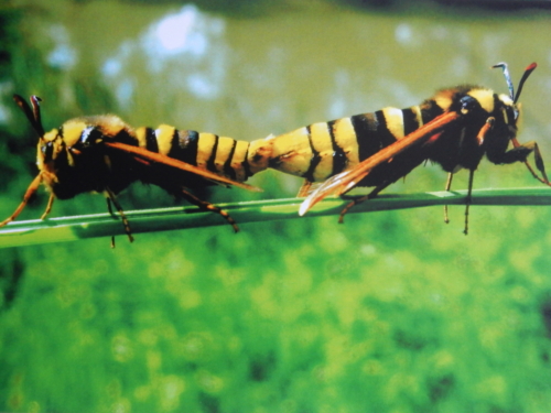 Accouplement de sésies du peuplier