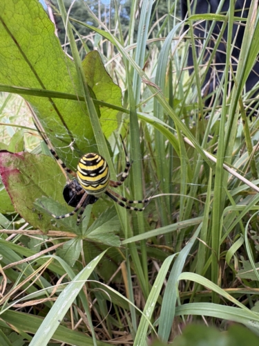 Argiope frelon