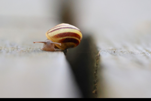 Camouflage d'escargot