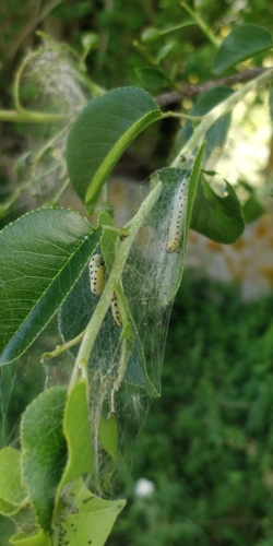 Chenilles de l'Hyponomeute du fusain