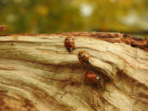 Coccinelles sur les veines