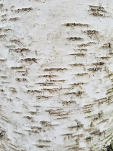 La griffe du bouleau