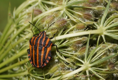 Le serveur en livrée