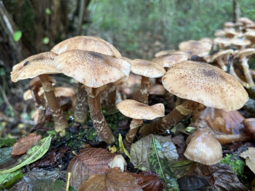 Le village des Schtroumpfs