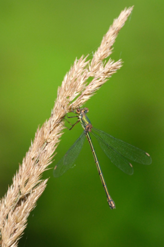 Les rayures du leste vert
