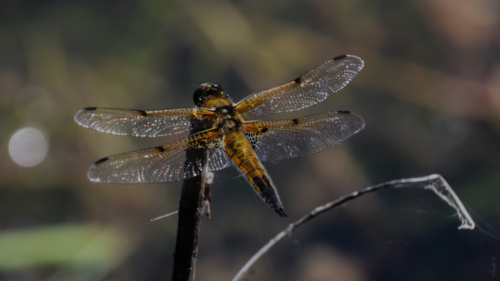 L'or à tire d'ailes