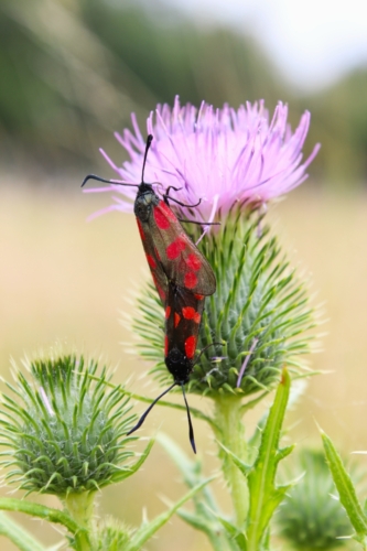 Mettre les filipendules à l'heure
