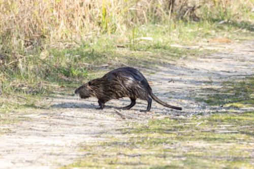 Pas vraiment rayé mais vraiment désinhibé