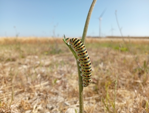 Seul face au désert