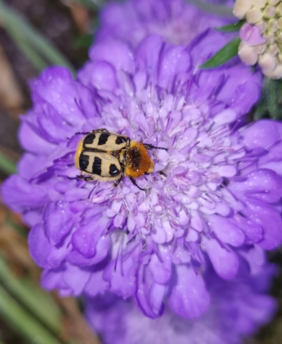 Trichie sur scabieuse
