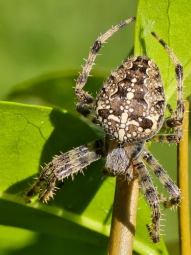 Un bijou se promène