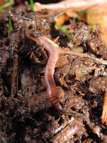 Vers un brin de lumière