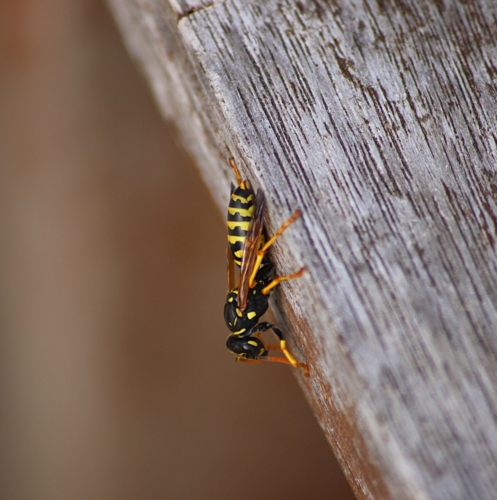 Vous êtes de la poliste ?