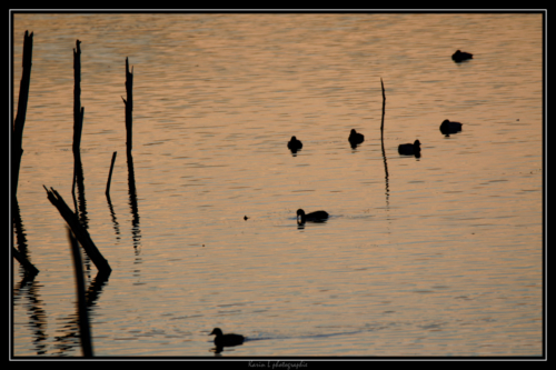Gallinules poules d'eau au coucher du soleil
